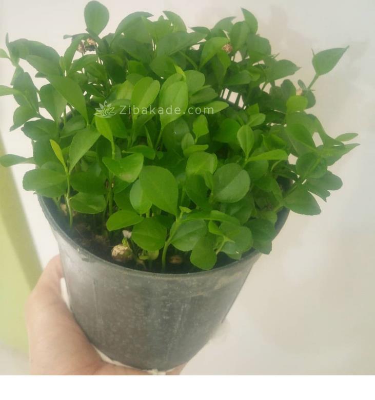 سبزه عید را خودتان سبز کنید !